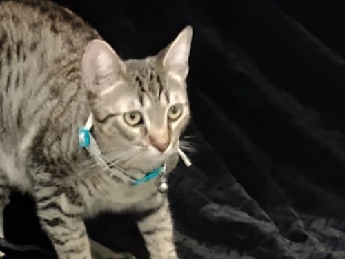 MILO - Tabby for adoption in Peoria