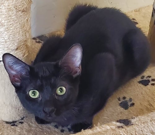 MIDNIGHT - Domestic Short Hair for adoption in Peoria