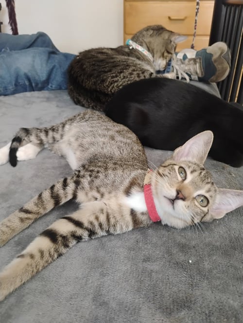 TRIXIE - Tabby / Domestic Short Hair available for adoption