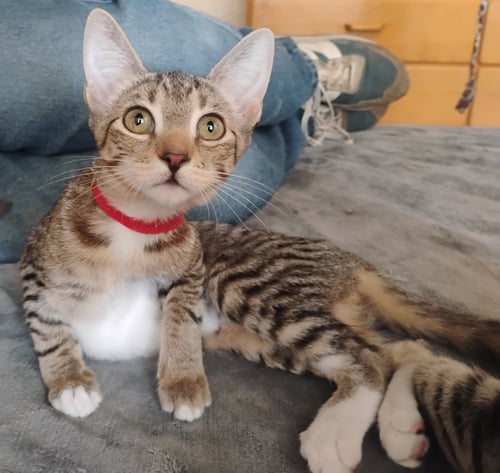 TRIXIE - Tabby / Domestic Short Hair for adoption in Peoria