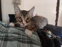 Max - Photo 1