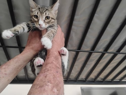 MAX - Domestic Short Hair / Tabby available for adoption