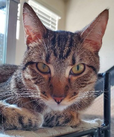 Tinker Image