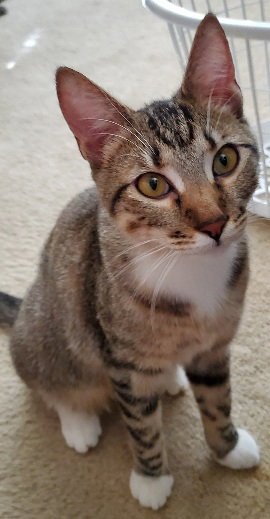 TINKER - Domestic Short Hair available for adoption