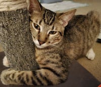 Tinker - Photo 3