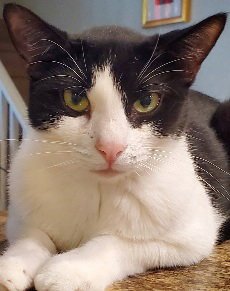 OREO COOKIE - Domestic Short Hair for adoption in Peoria
