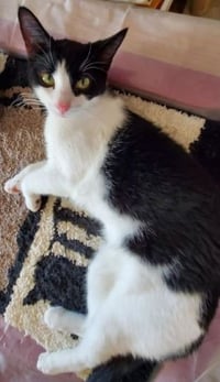 Oreo Cookie - Photo 2