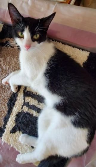 OREO COOKIE - Domestic Short Hair available for adoption