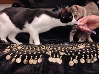 Oreo Cookie - Photo 5