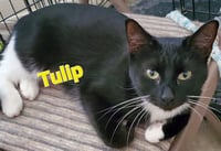 Tulip - Photo 1