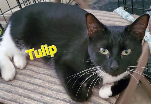 TULIP - Domestic Short Hair for adoption in Peoria