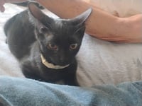 Boo - Photo 3