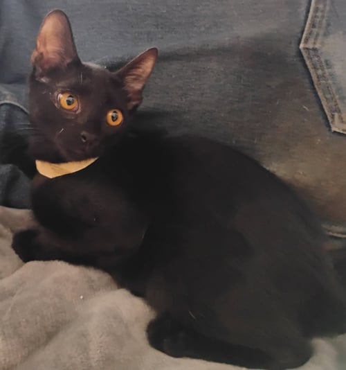 BOO - American Shorthair for adoption in Peoria