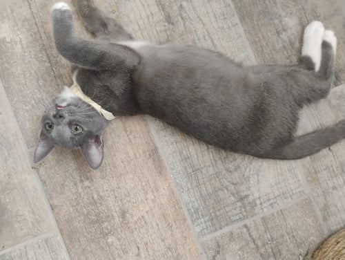 ATHENA - Domestic Short Hair for adoption in Peoria
