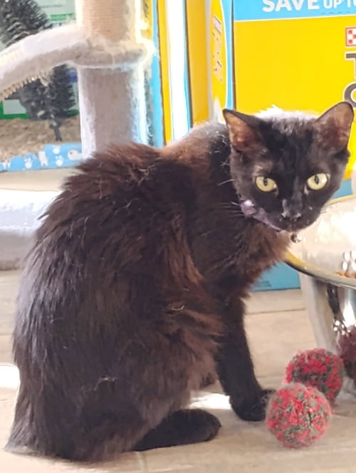 SHADOW - Bombay for adoption in Peoria