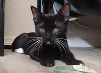 Luigi - Photo 1
