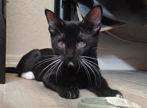 LUIGI - Tuxedo for adoption in Peoria