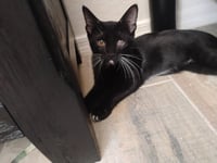 Luigi - Photo 2