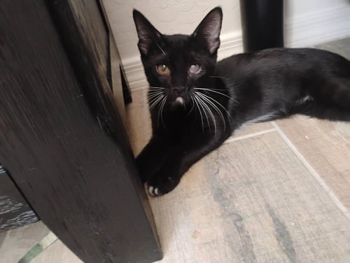 LUIGI - Tuxedo available for adoption