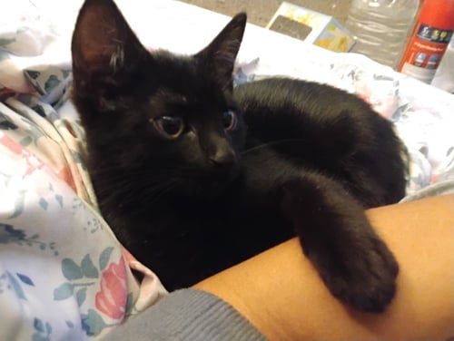 BELLA LUNA