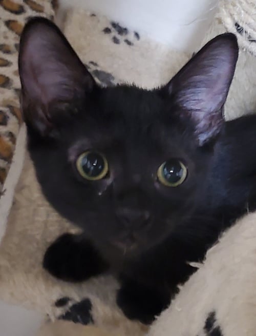 KAHLUA - Domestic Short Hair for adoption in Peoria