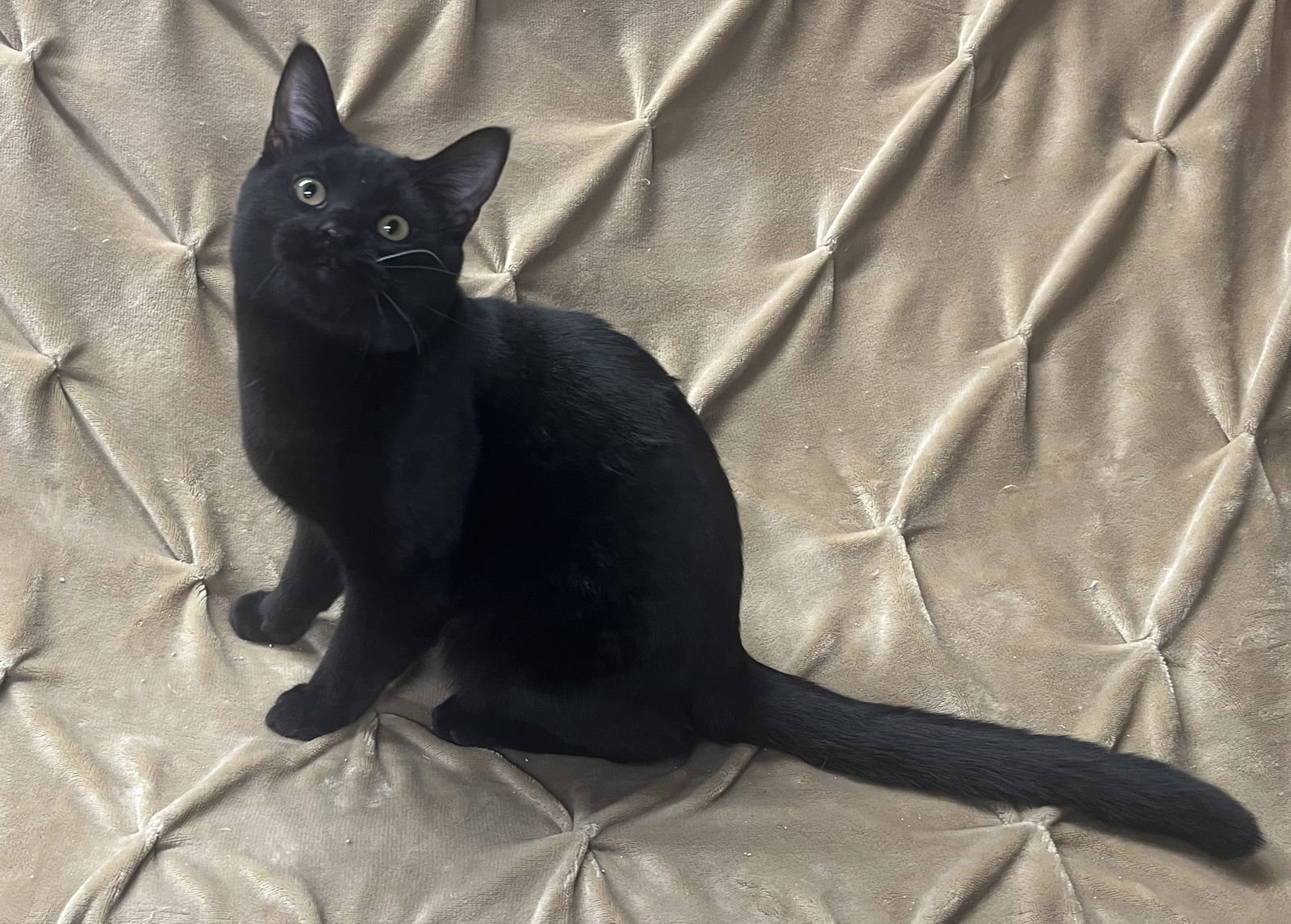 KEITH - Domestic Short Hair available for adoption