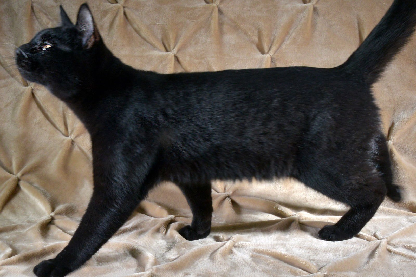 KEITH - Domestic Short Hair available for adoption