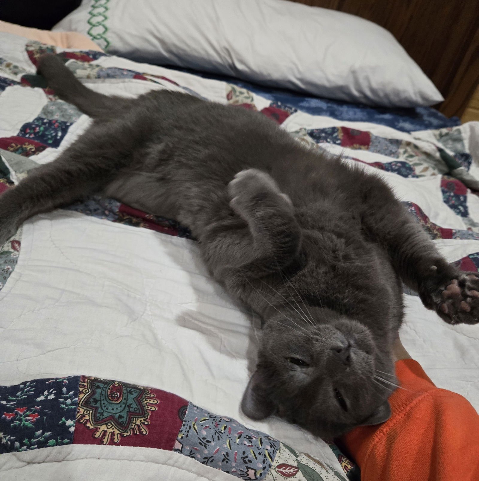 CINDER - Domestic Short Hair available for adoption