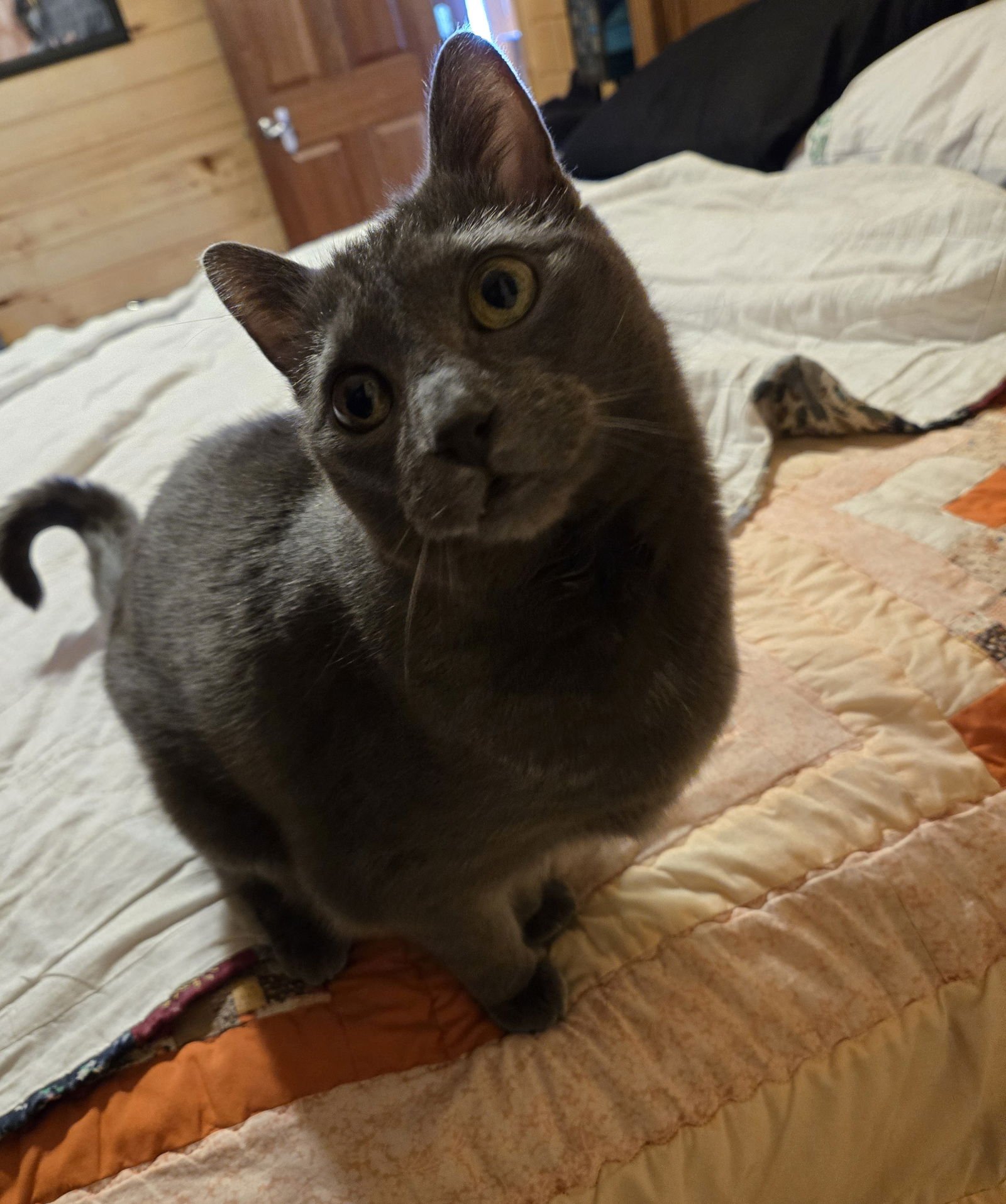 CINDER - Domestic Short Hair available for adoption