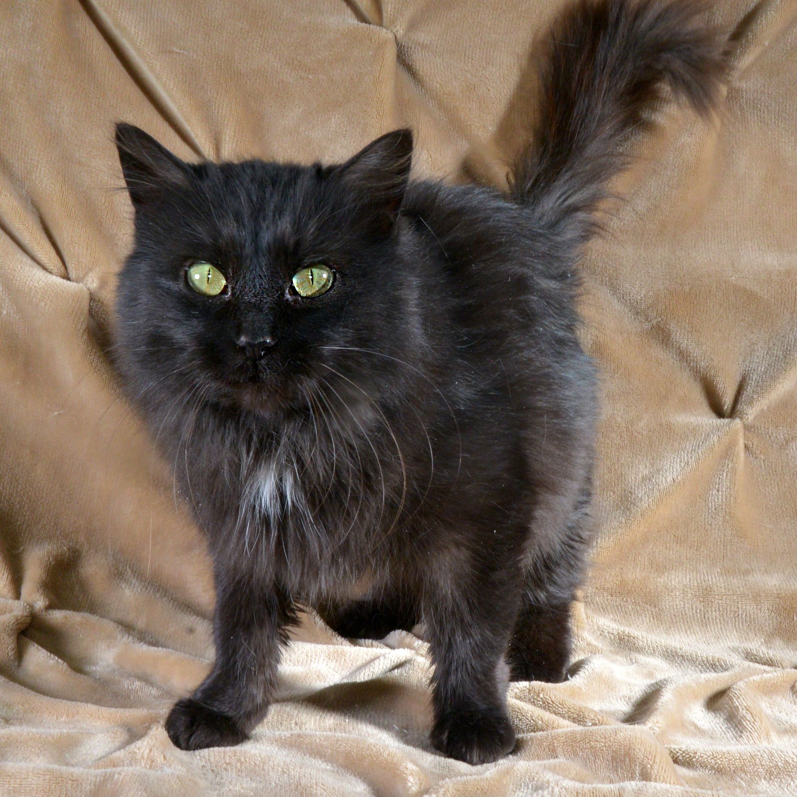 BLACKIE - Domestic Long Hair available for adoption