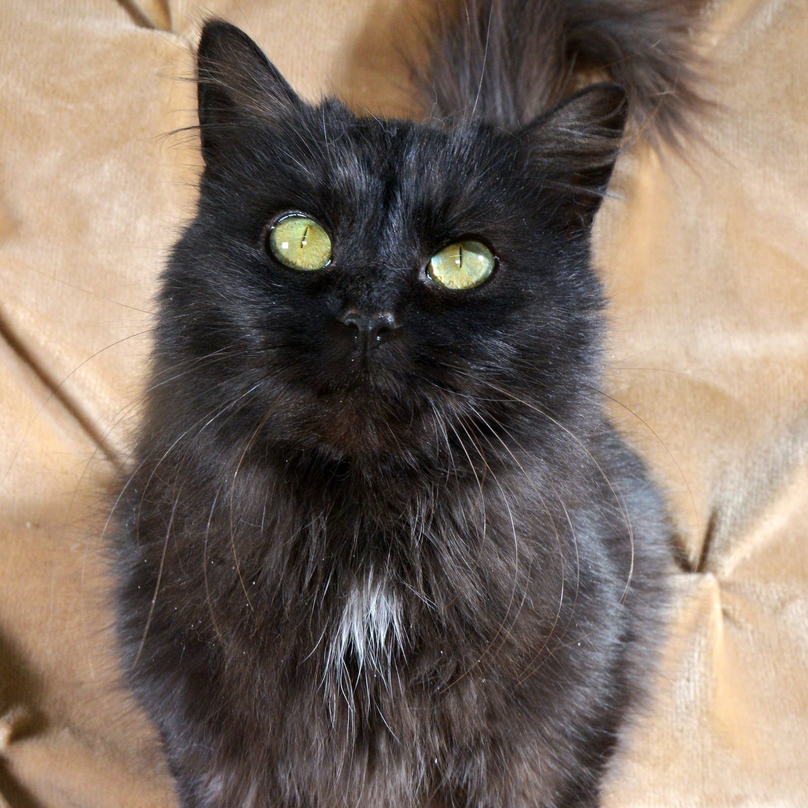 BLACKIE - Domestic Long Hair available for adoption