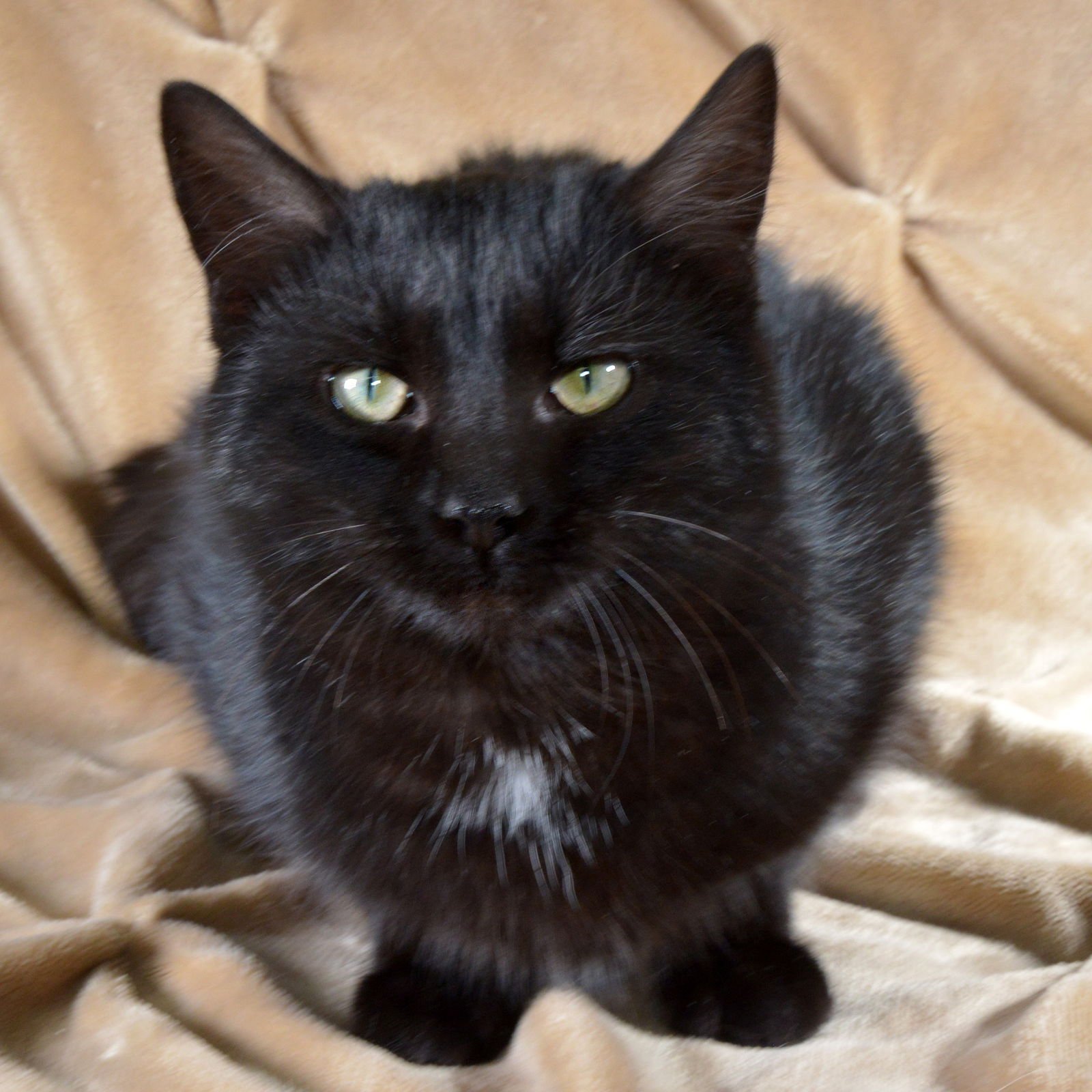 HONEYBEE - Domestic Short Hair available for adoption