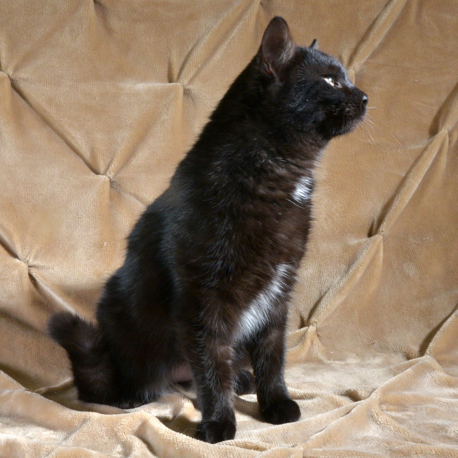 HONEYBEE - Domestic Short Hair available for adoption