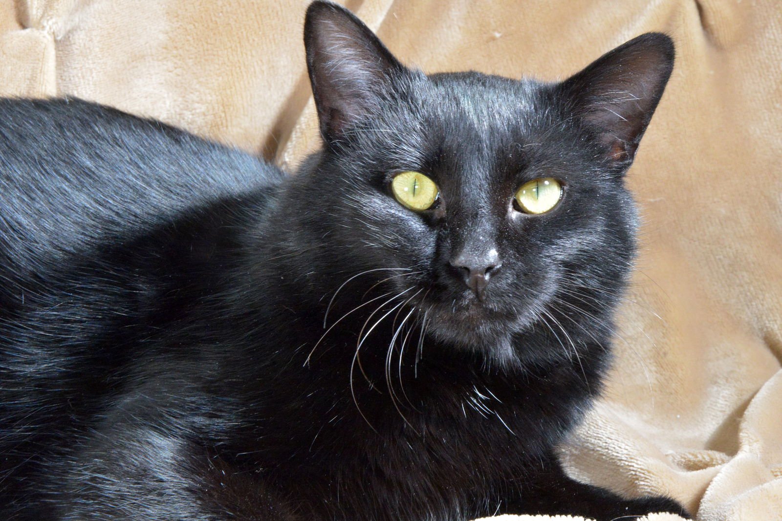 SHADOW - Domestic Short Hair available for adoption