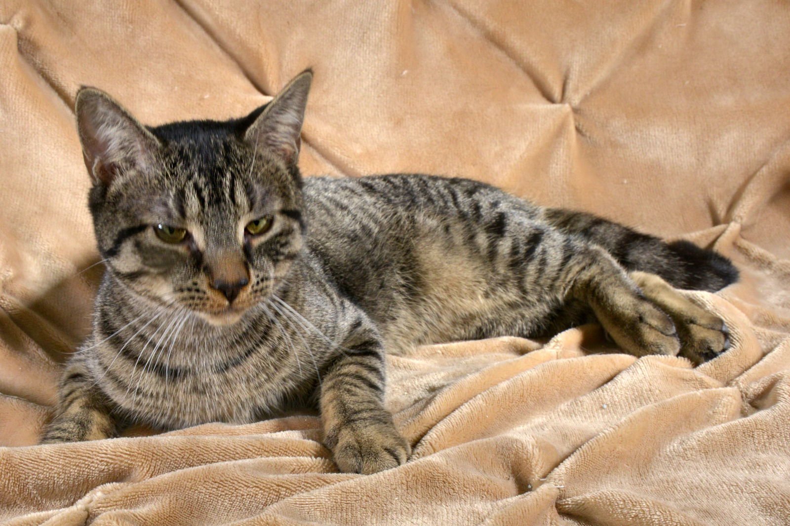 MICK - Domestic Short Hair available for adoption