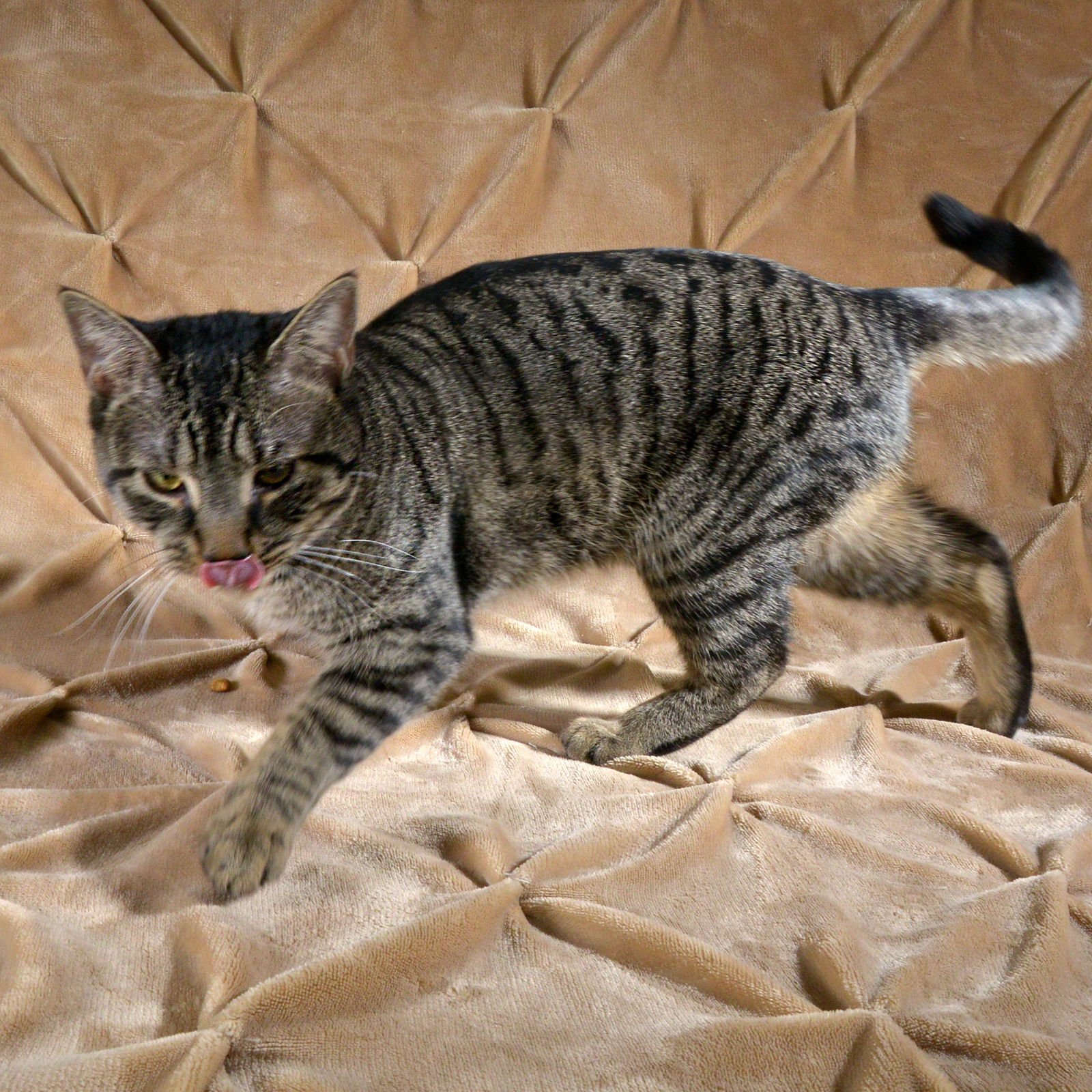 MICK - Domestic Short Hair available for adoption