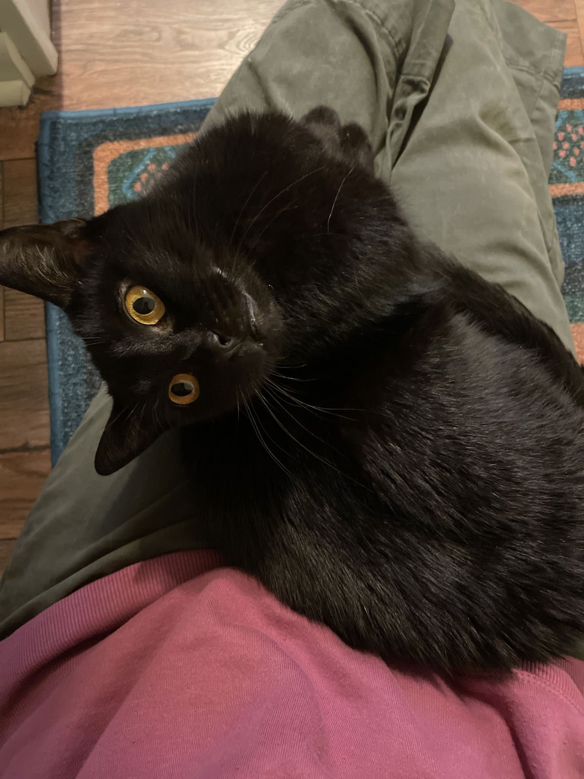 FRAN - Domestic Short Hair available for adoption