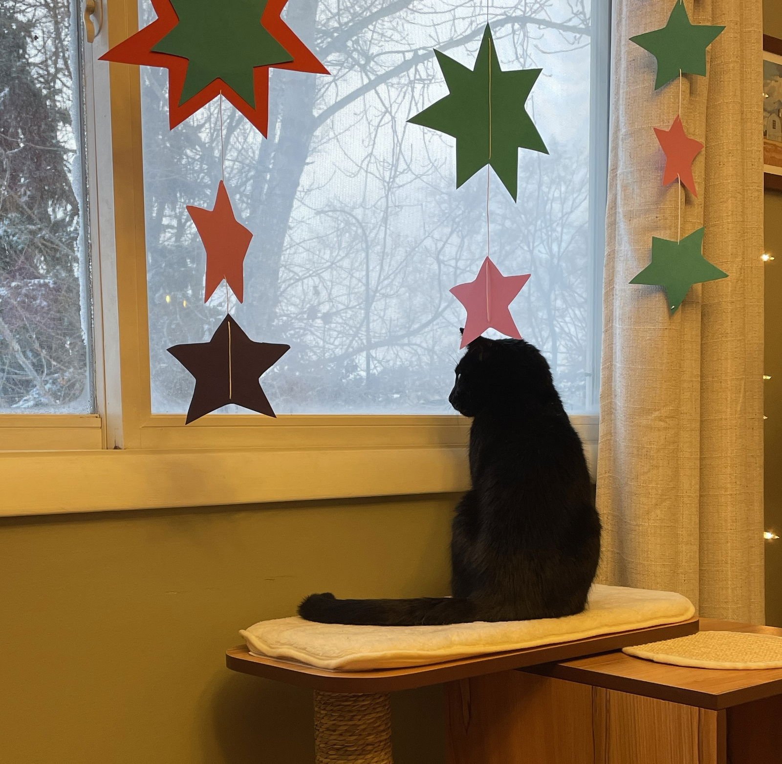 FRAN - Domestic Short Hair available for adoption