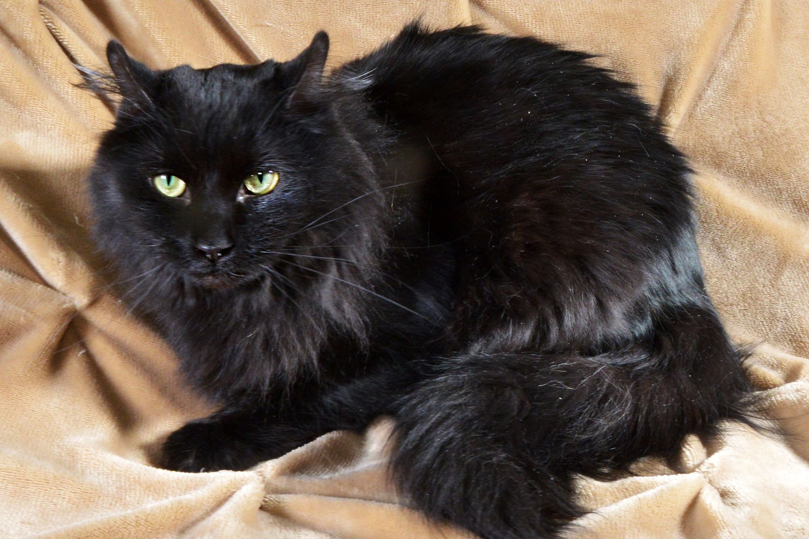 HONEY - Domestic Medium Hair available for adoption