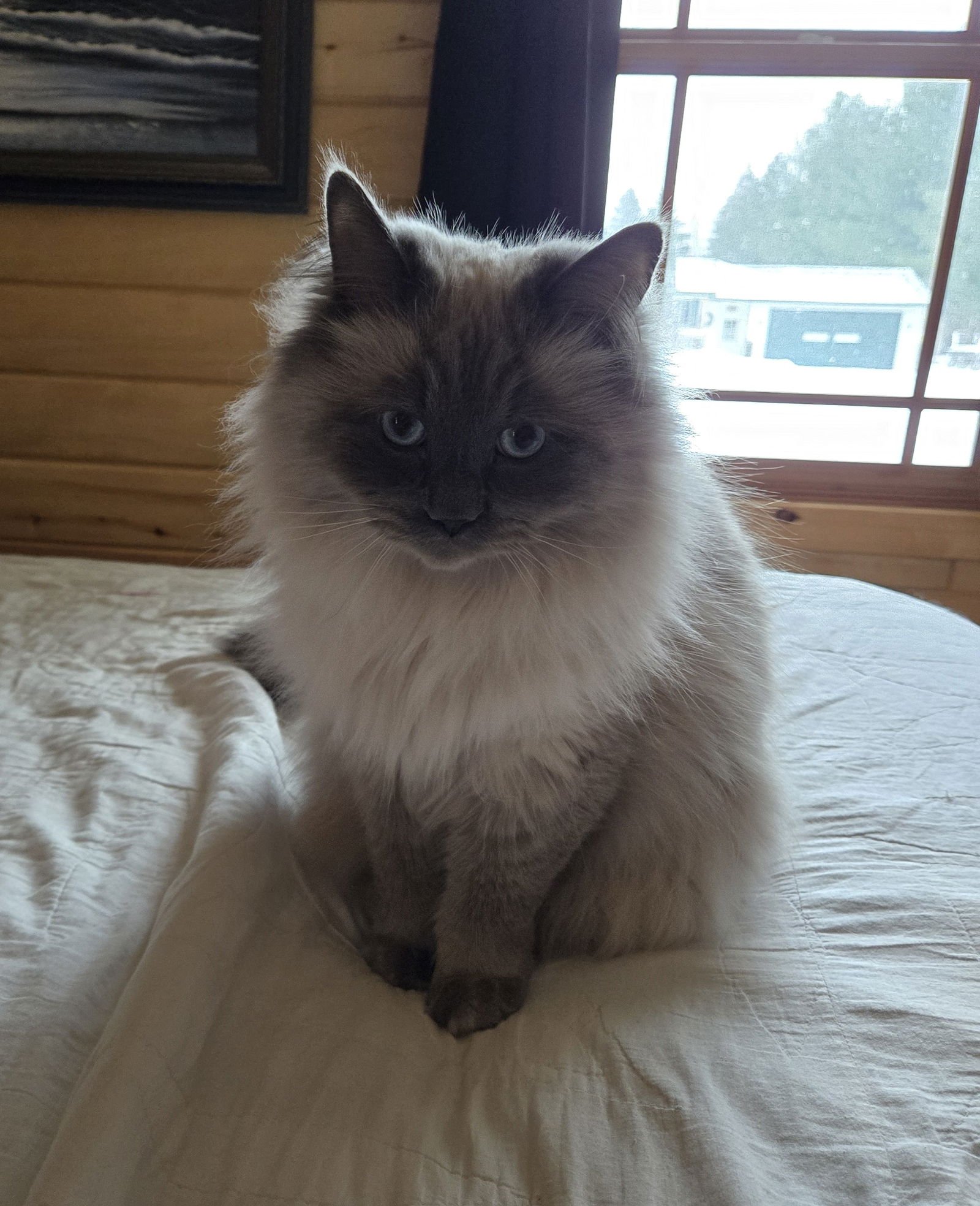 ELI - Domestic Long Hair / Ragdoll available for adoption