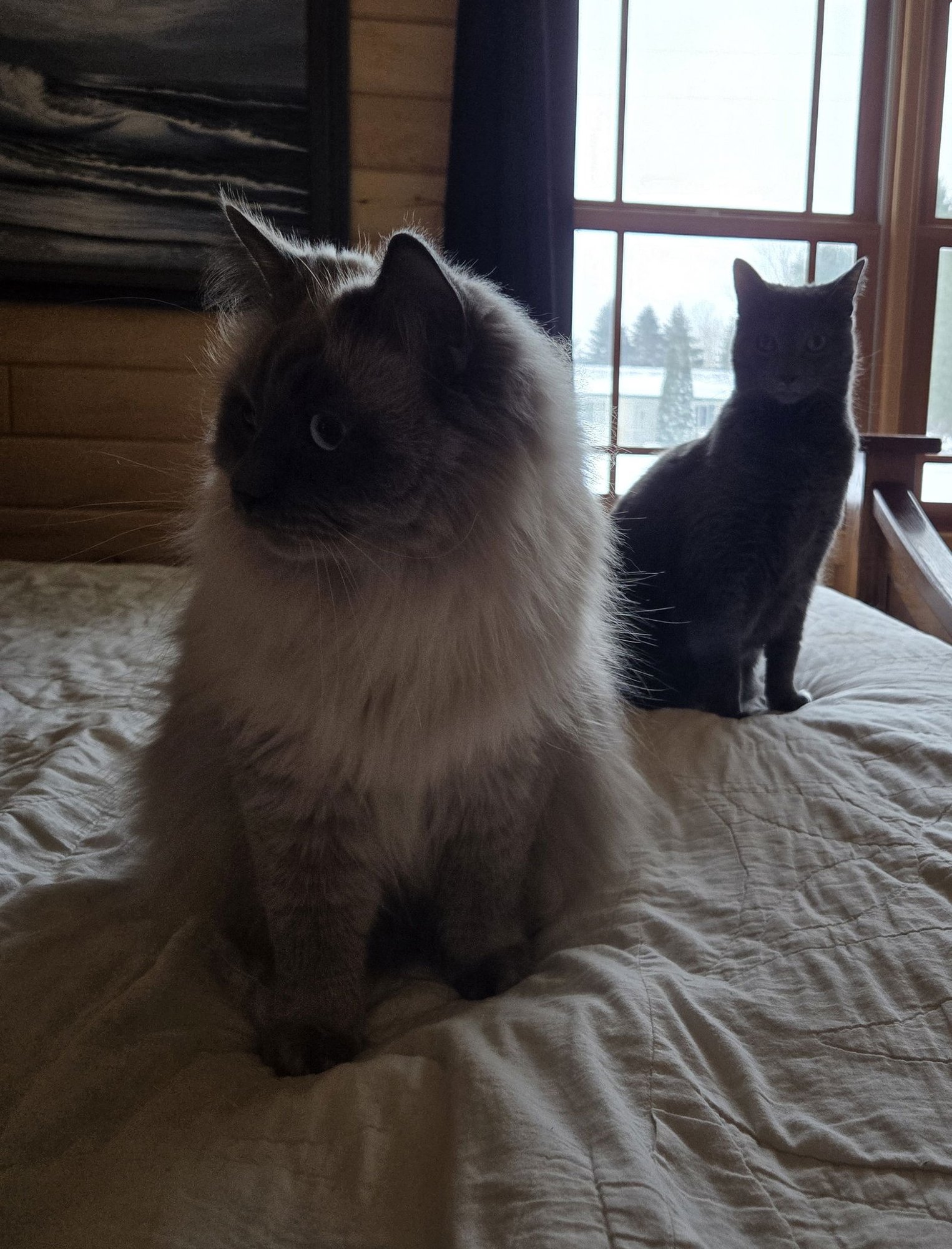 ELI - Domestic Long Hair / Ragdoll available for adoption