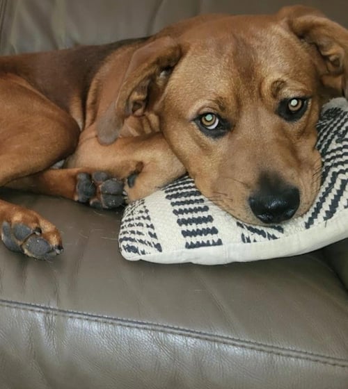 CHARLIE CL - Hound / Pit Bull Terrier available for adoption