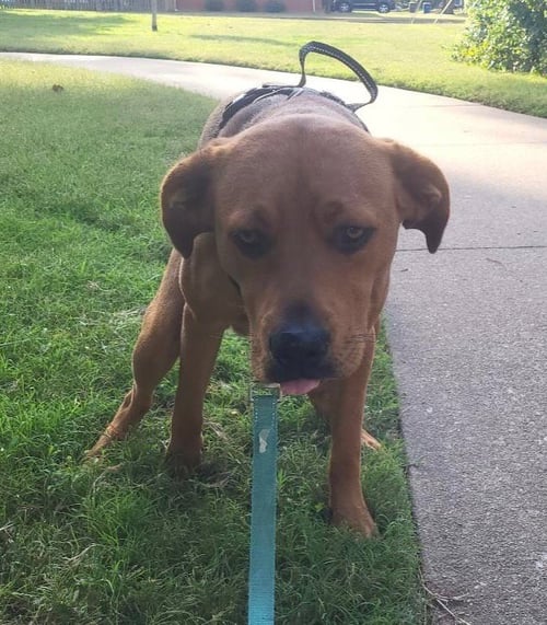 CHARLIE CL - Hound / Pit Bull Terrier available for adoption