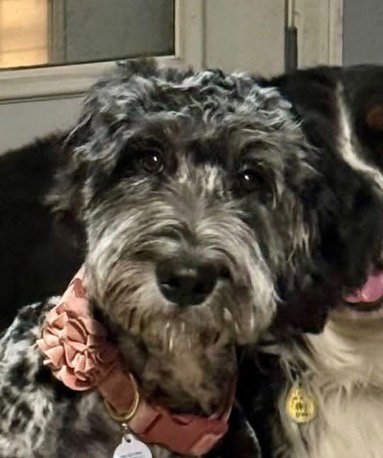 BERNADETTE - Bernese Mountain Dog / Poodle (unknown type) available for adoption