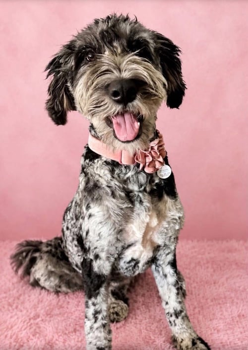 BERNADETTE - Bernese Mountain Dog / Poodle (unknown type) available for adoption