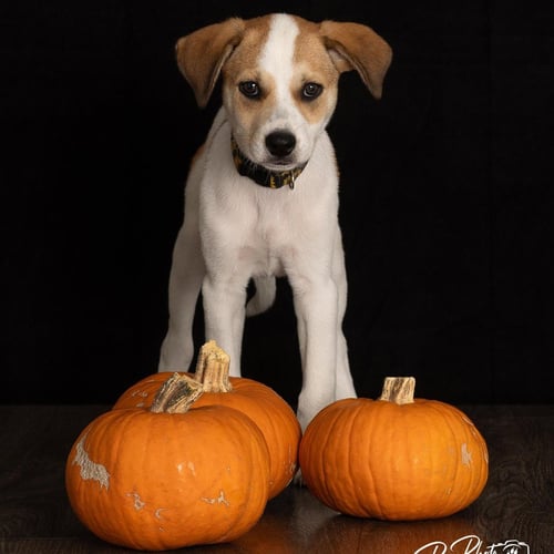 LIL' KIM - Great Pyrenees / Terrier available for adoption