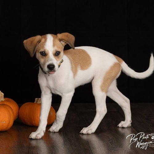 LIL' KIM - Great Pyrenees / Terrier available for adoption