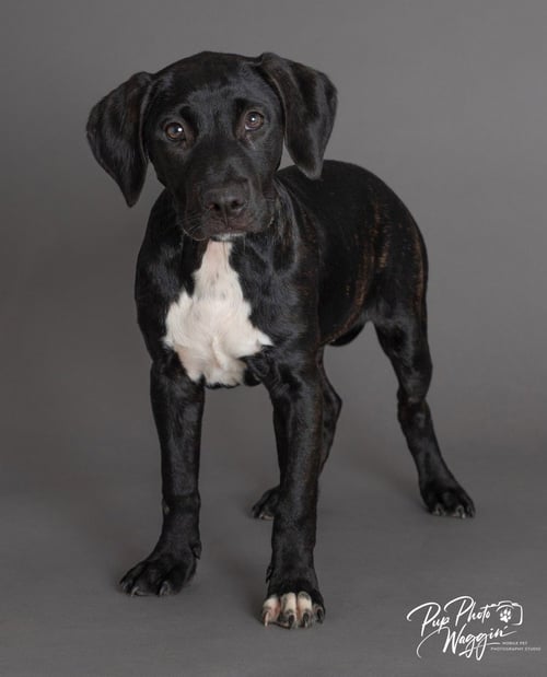 TRINITY RODMAN - Labrador Retriever / Pit Bull Terrier available for adoption