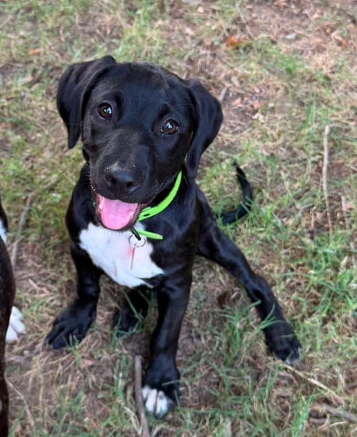 TRINITY RODMAN - Labrador Retriever / Pit Bull Terrier available for adoption
