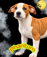 Phantom - Photo 3